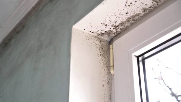 Best Post-Flood Mold Remediation in Park View, IA
