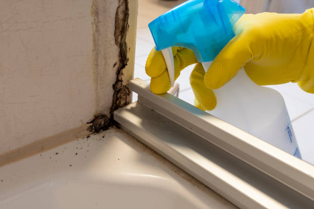 Best Basement Mold Remediation in Park View, IA