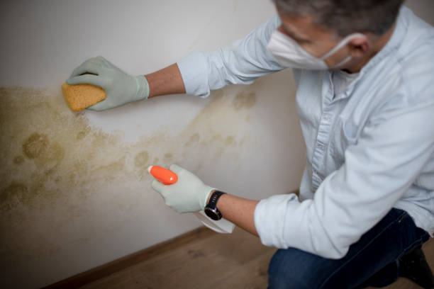 Best Attic Mold Remediation in Park View, IA