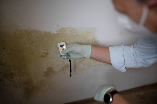 Best Commercial Mold Remediation in Park View, IA