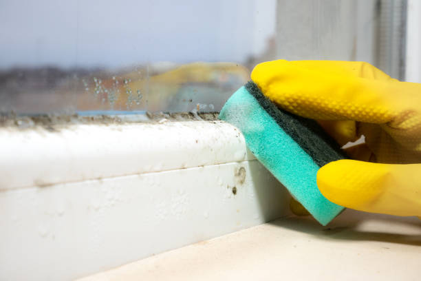 Best Insurance-Related Mold Remediation in Park View, IA