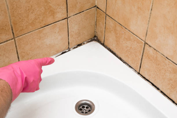 Best DIY Mold Remediation Support Services in Park View, IA