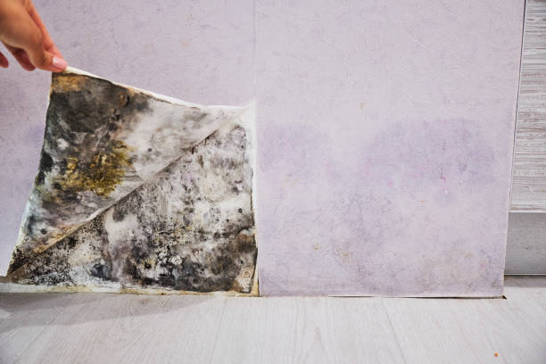 Best Industrial Mold Remediation in Park View, IA